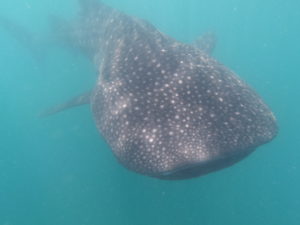 Whale Shark Population Update PR WWF Philippines 3