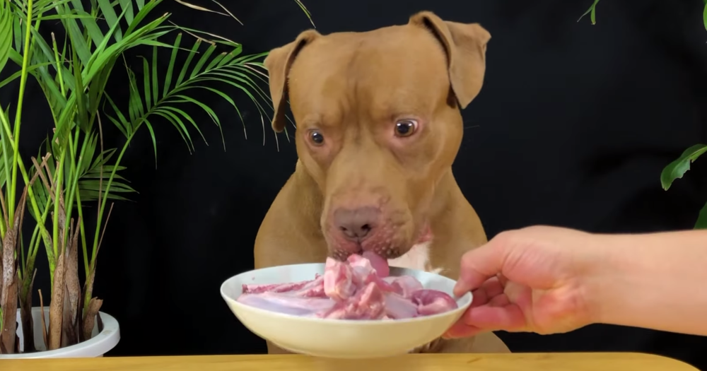 mr bounce pitbull asmr mukbang youtube channel 2