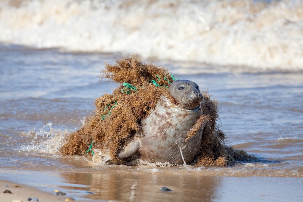 Ian Dyball Shutterstock WWF deadly marine plastic debris