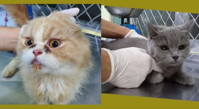 CATNAPPED! Two purebred cats stolen from PAWS pet shelter 2 Photo from Philippine Animal Welfare Society (PAWS)