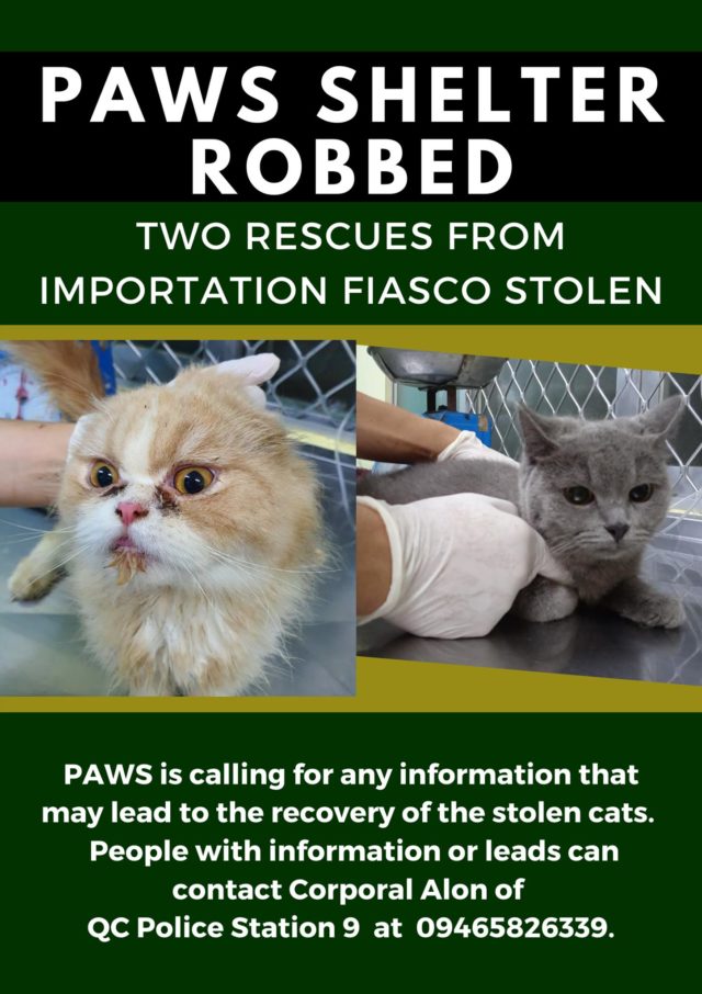 CATNAPPED! Two purebred cats stolen from PAWS pet shelter 1 Photo from Philippine Animal Welfare Society (PAWS)