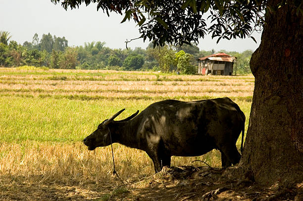 Tamaraw stock photo Istockphoto