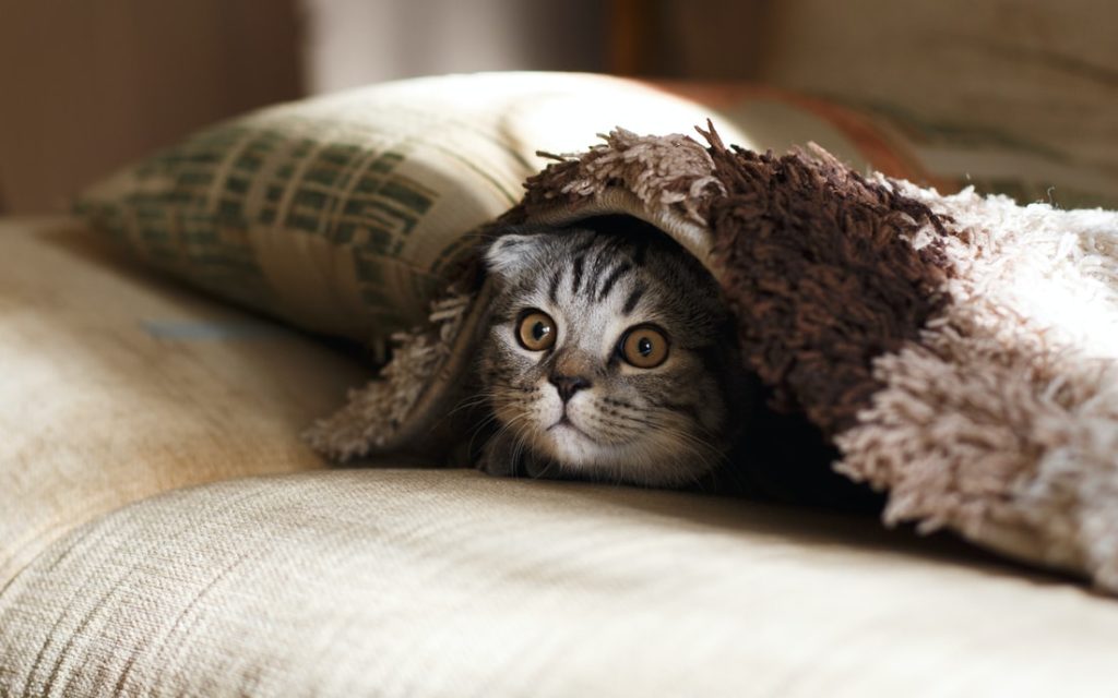 cat under sheets