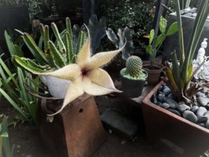 the starfish cactus