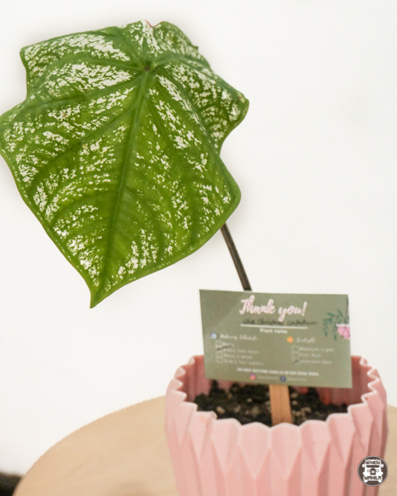 Start Your Plantita (or Plantito) Journey with These Trendy IG Plant Shops! 1 indoor plants 01490
