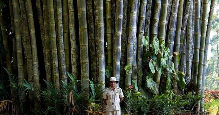 philippine giant bamboo fr benigno beltran