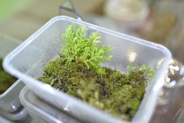 Moss and Selaginella Tub