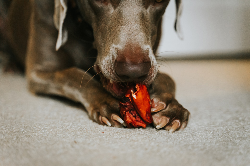 dog nails 2