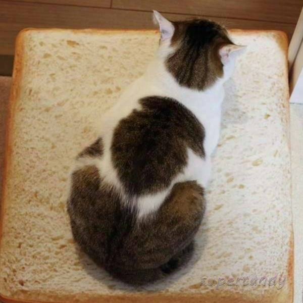 cat bread bed toast