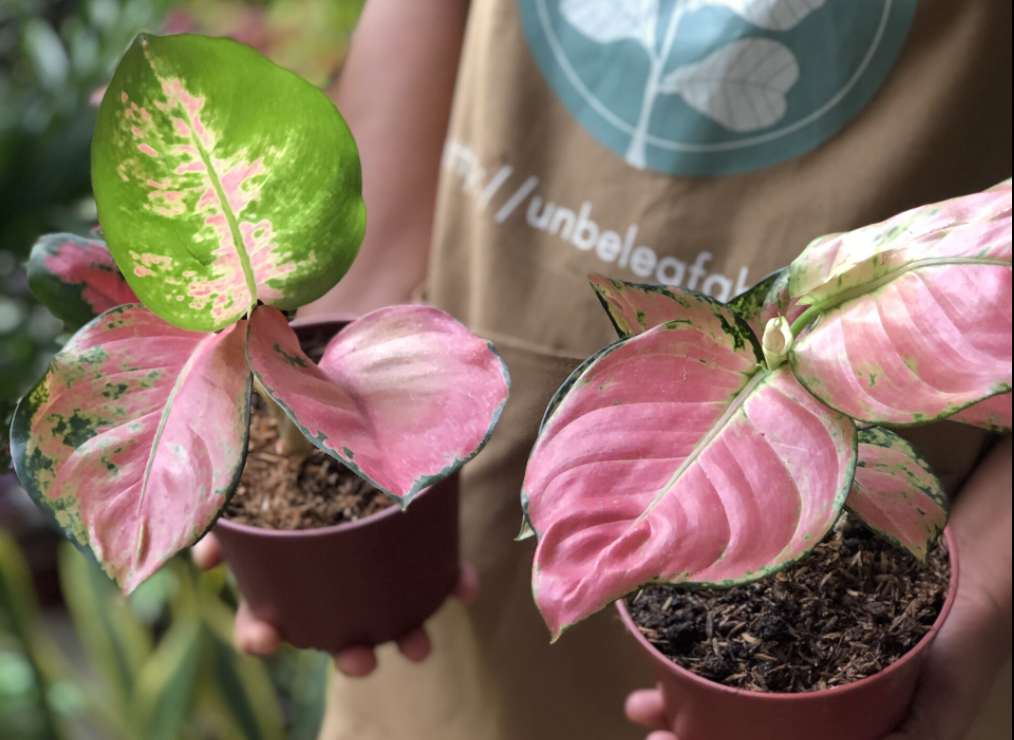 Unbeleafable Aglaonema Katrina thumbnail