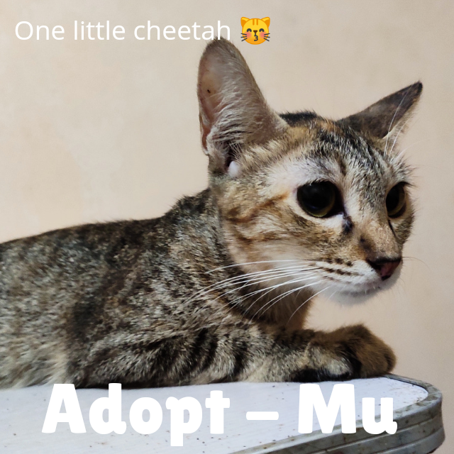 nithesh ram adopt a cat 5