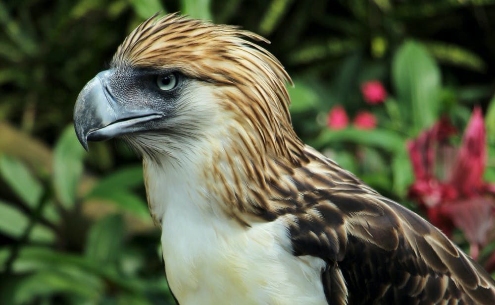 philippine eagle e1649578524670