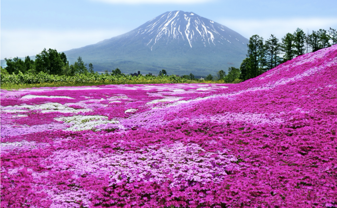 Niseko Hokkaido Japan Summer