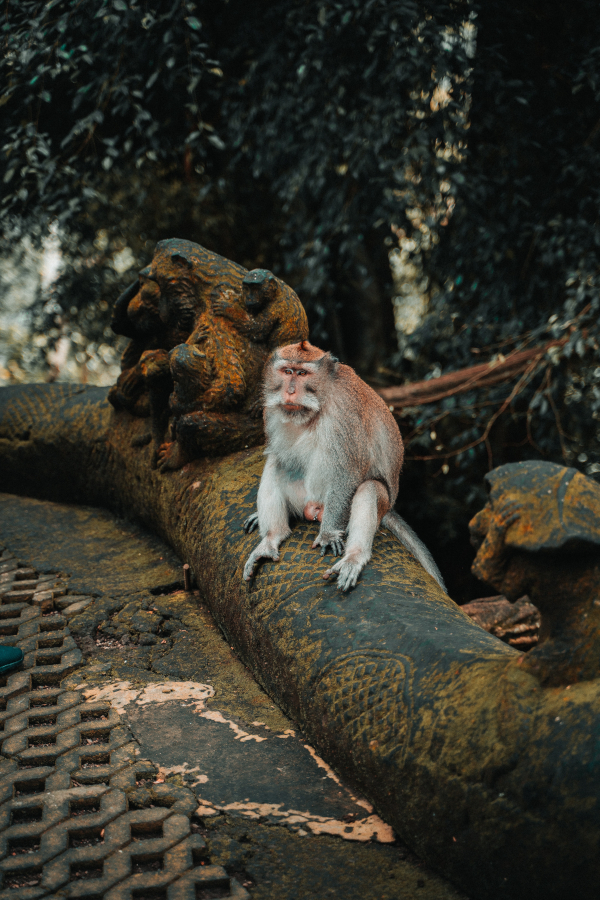 ubud monkey forest bali stock