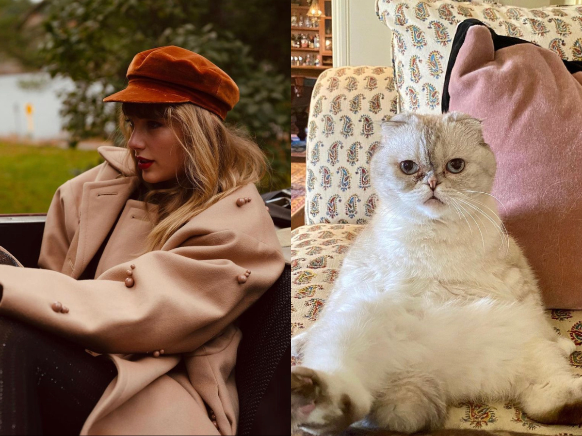Taylor Swift cat