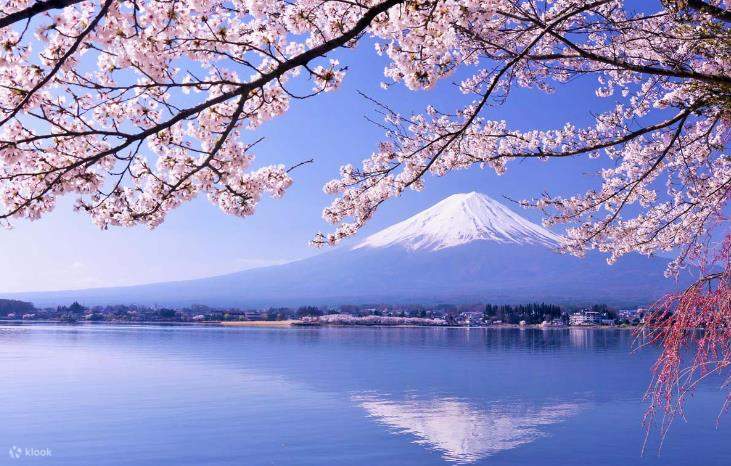 Cherry Blossom Travel Packages Klook Mt Fuji Japan