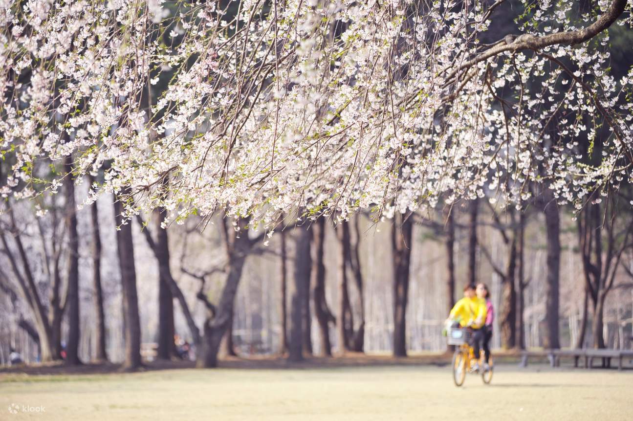 Cherry Blossom Travel Packages Korea Klook