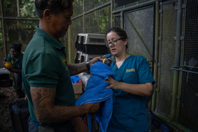 Image 10 Hyacinth Macaw being checked before its journey to Bird Paradise. Photo credit Mandai Wildlife Group.