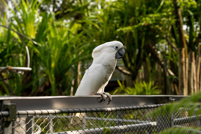 Image 15 White Cockatoo in Mysterious Papua. Photo credit Mandai Wildlife Group.