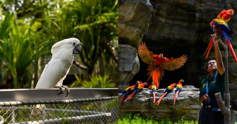 singapore bird paradise