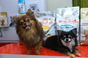 Fur babies with Royal Canin products