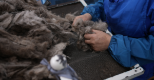 Mongolia's cashmere industry