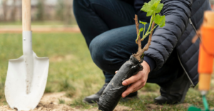 Replanting efforts Uniqlo x Haribon Foundation