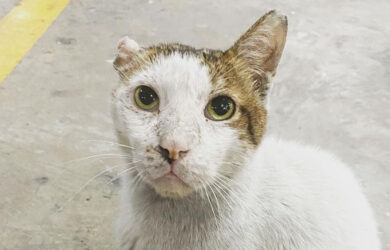 vinny the cat bgc header