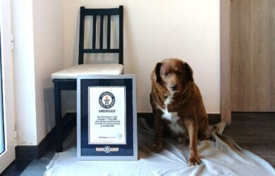 Bobi Guinness World Record oldest dog