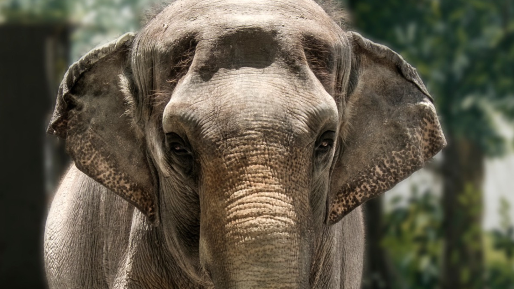 Mali the Elephant’s Cause of Death Revealed