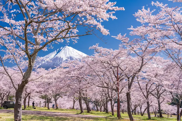 1 Mt. Fuji Flower Festival Ropeway Fruit Picking Tour from Tokyo