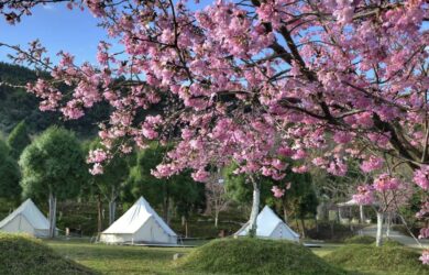 2 Fall in Love with Xiong Glamping in Hsinchu