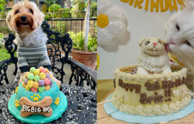 where to buy pet cakes manila