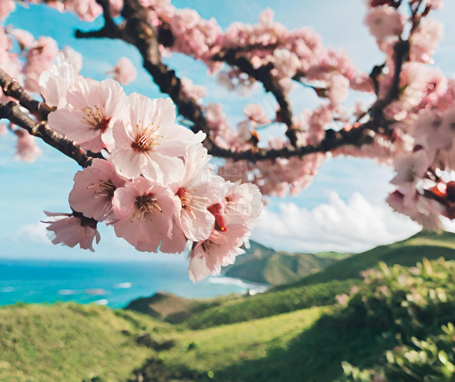 Cherry Blossoms in the Philippines Batanes