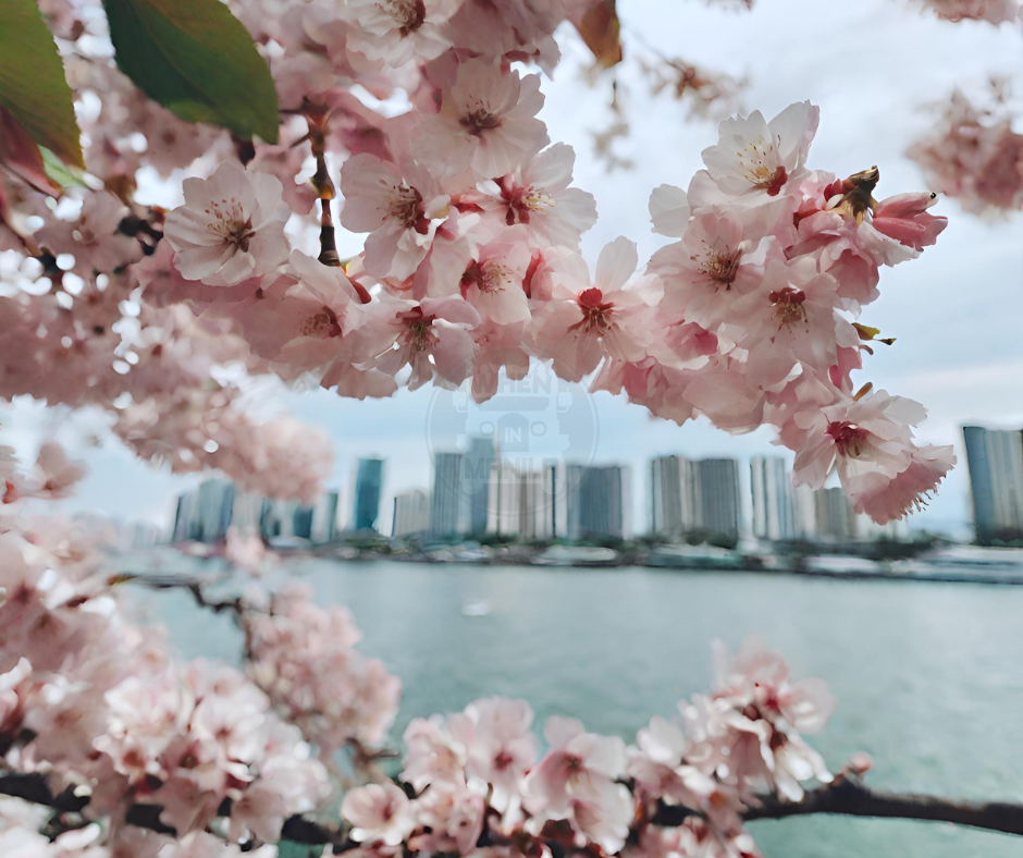 Cherry Blossoms in the Philippines Manila Bay