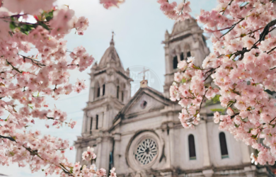 Cherry Blossoms in the Philippines Manila Cathedral