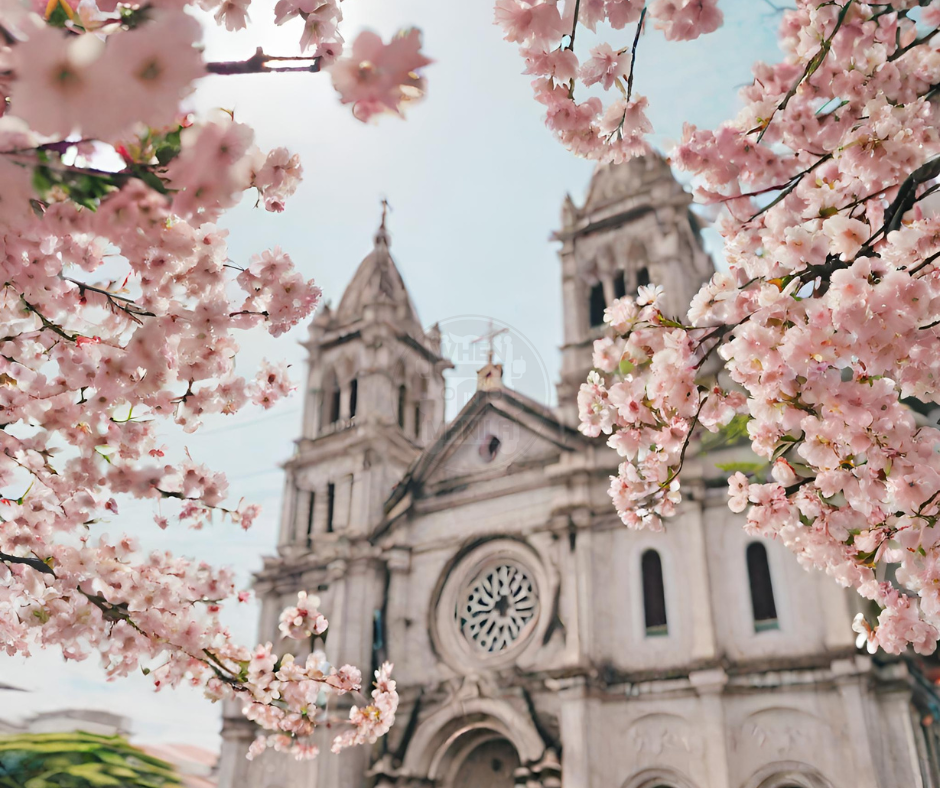 Cherry Blossoms in the Philippines Manila Cathedral