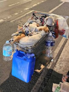 Elderly Woman With Rescued Dogs and Cats Pushcart