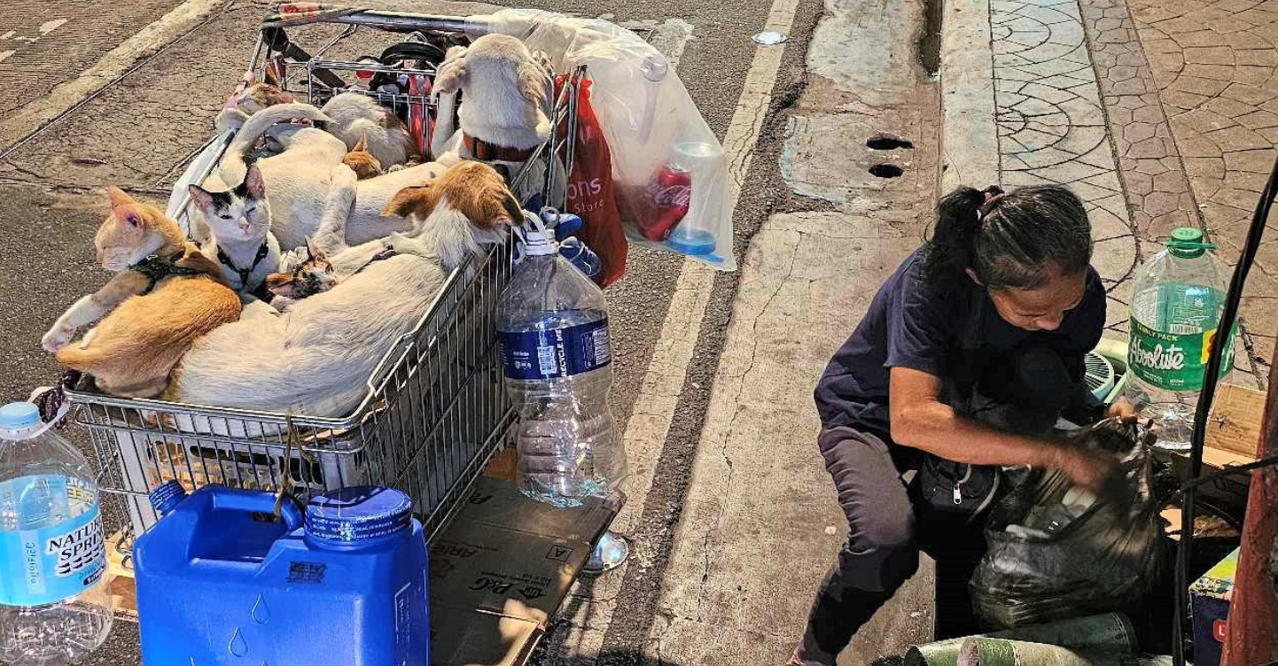 Netizens Offer Help for Elderly Woman With Rescued Dogs and Cats in a Pushcart