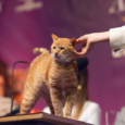Press Conference With Cats Sanofi