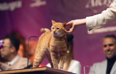 Press Conference With Cats Sanofi