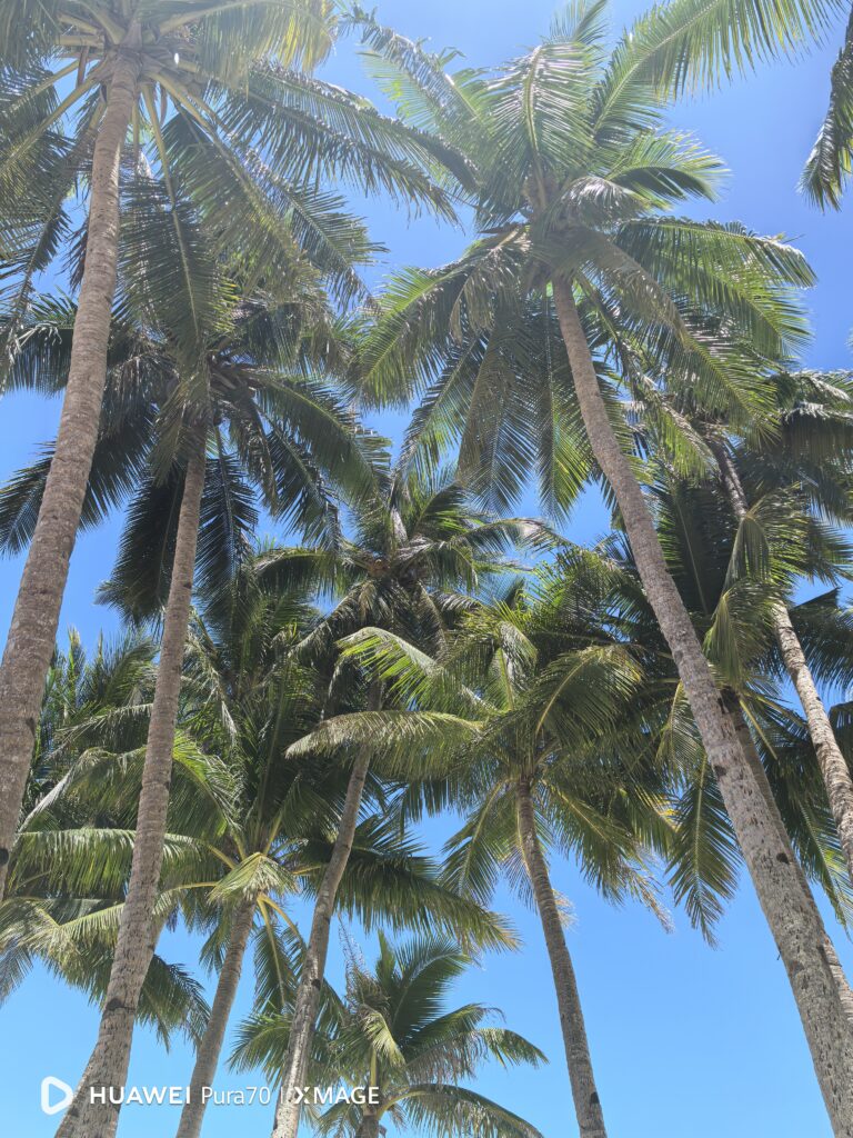 Capture the Most Beautiful Moments With the HUAWEI Pura 70 11 HUAWEI Pura 70 Palm Trees
