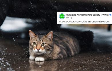 stray cat under car header