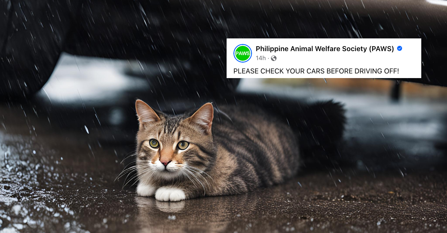 stray cat under car header