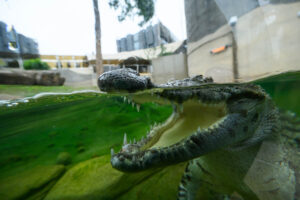Croco Land Ocean Park Hong Kong