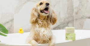 Protect Your Fur Babies from Parasites With Dr. Shiba's New Anti-Tick and Flea Products 1 Dr. Shiba's New Anti-Tick and Flea Products