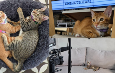 Cinema '76 Cafe Cats Heneral Luya and Heneral Toyo