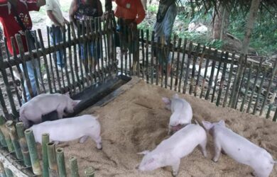 Batangas Declared Under State of Calamity Due to ASF