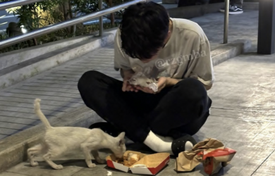 eaJ Stray Cat Jollibee 1