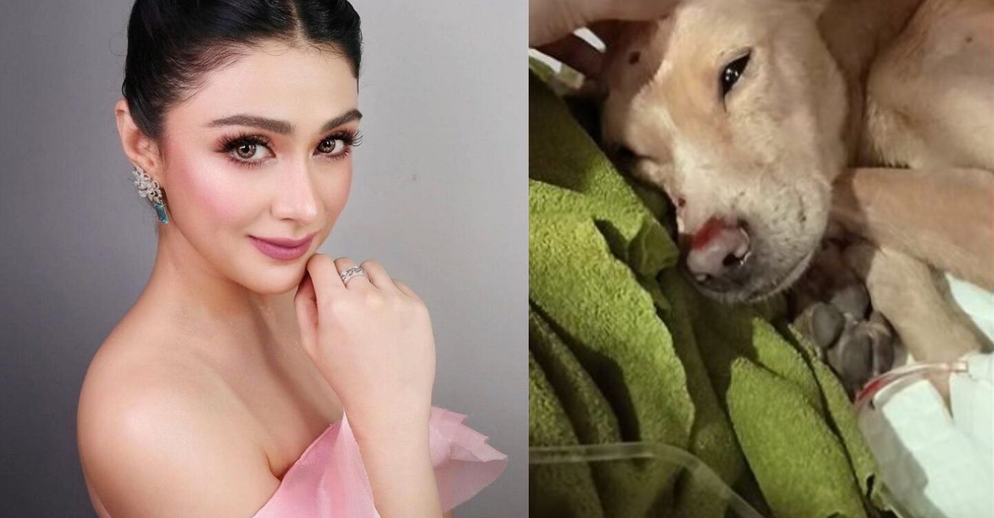 Carla Abellana Rescues Dog Hit by a Car 1 Carla Abellana Rescues Dog Hit by a Car